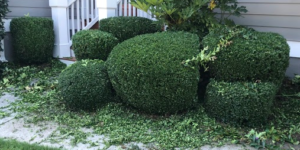 Bush Trimming Peachtree City, GA