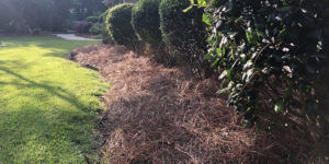 Long Needle Pine Needle Installation Peachtree City, GA