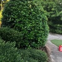 bush-trimming-near-by-peachtree-city-ga