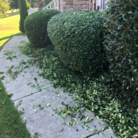 bush-trimming-peachtree-city-ga