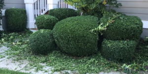 bush-trimming-service-peachtree-city-ga