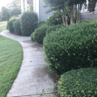 bush-trimming-trimmers-peachtree-city-ga