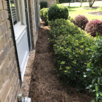 laying-pine-straw-next-brick-house-peachtree-city-ga