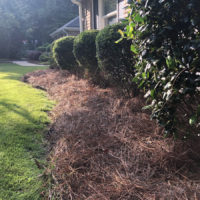 pine-straw-edge-next-grass-peachtree-city-ga-30269