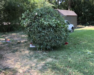 yard-clean-up-peachtree-city-ga