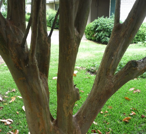 crepe-myrtle-pruning-fayette-county-ga