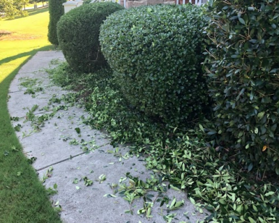 shrub-trimming-peachtree-city-ga-30269